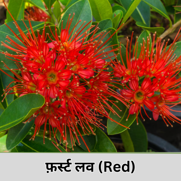 Fast Love (Red)