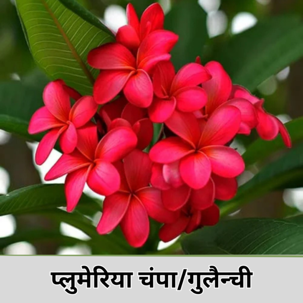 Plumeria Champa Pink