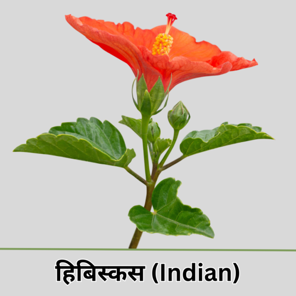 Hibiscus (Desi)