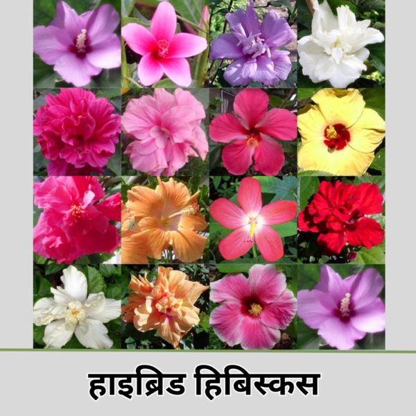 Hibiscus (Hybrid)