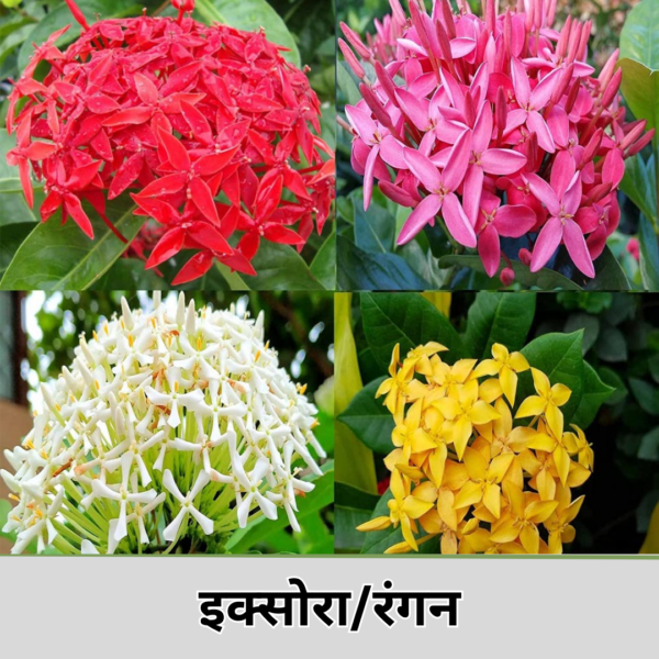 Ixora
