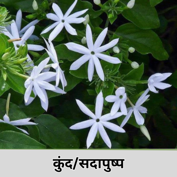 Kundo Flower