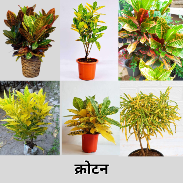 Croton (XL)