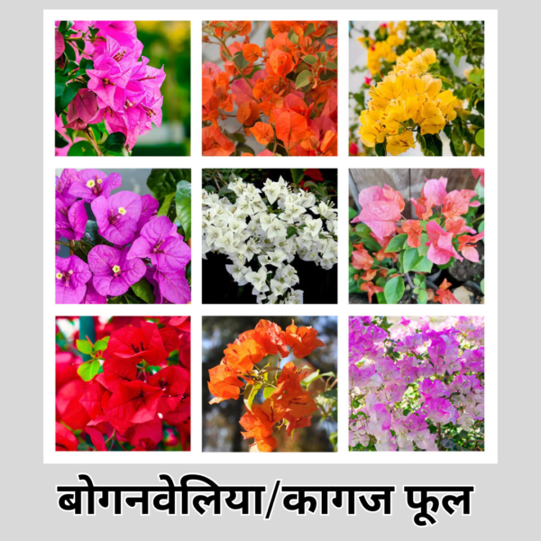 Bougainvillea (XL)
