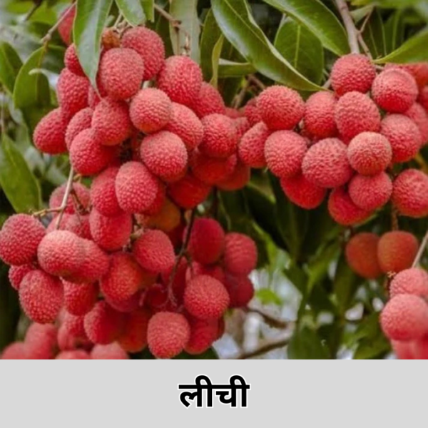 Litchi