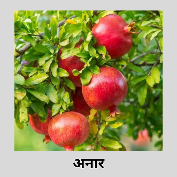 Anar/Pomegranate