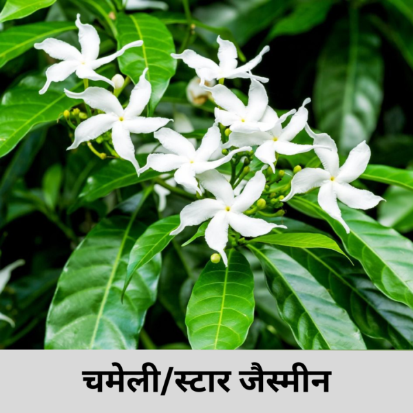 Star Jasmine