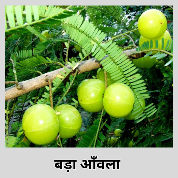 Amla