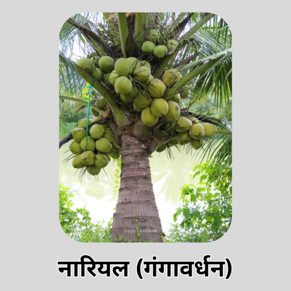 Coconut (Ganga Bardhan)