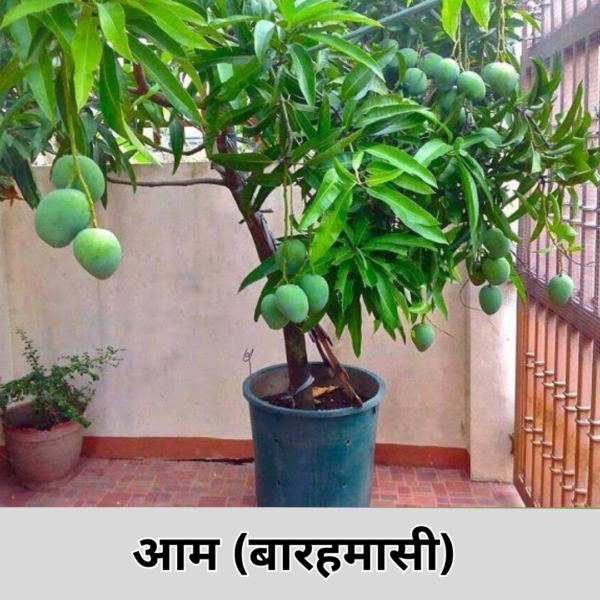 Mango (All Time)