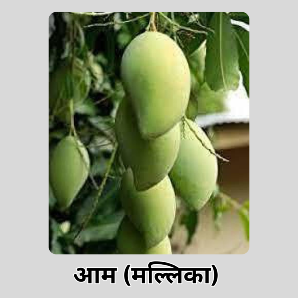 Mango (Mallika)