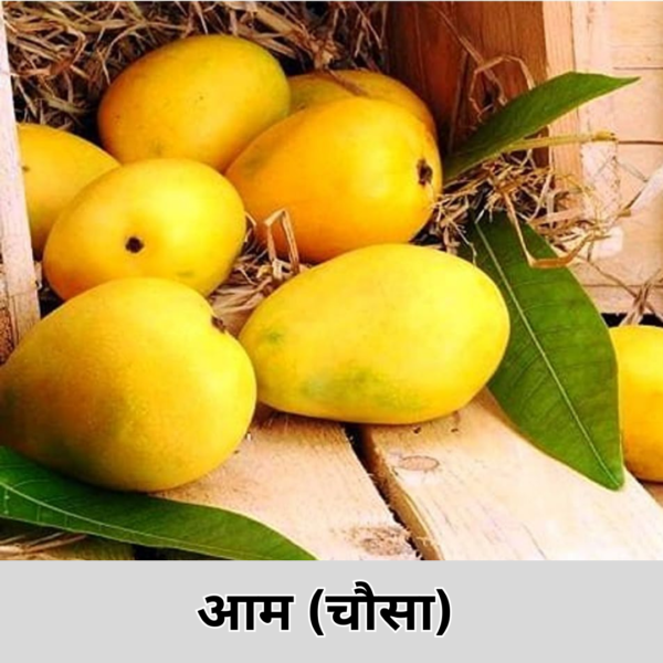 Mango (Chausa)