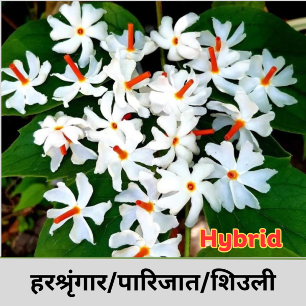 Harsingar (hybrid)