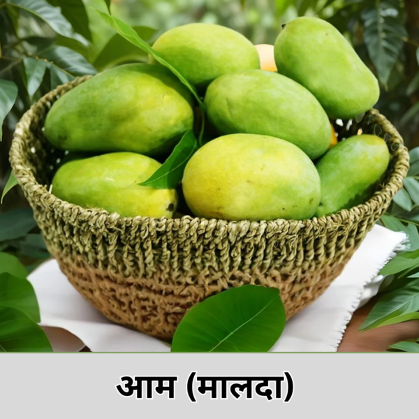 Mango (Malda)