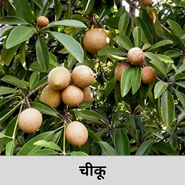 Chiku
