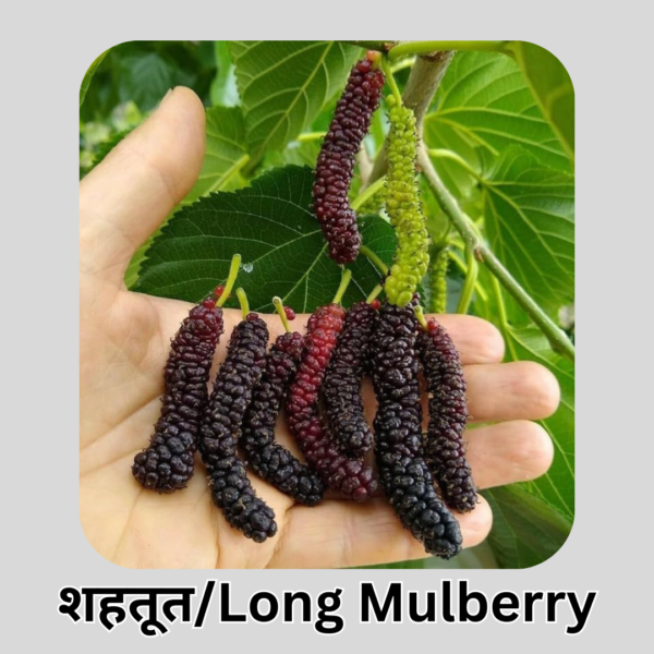 Mulberry Fruit
