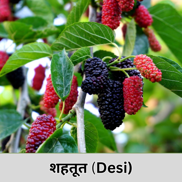 Mulberry (Desi)