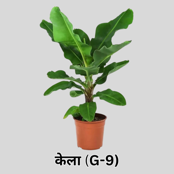 G9 Banana