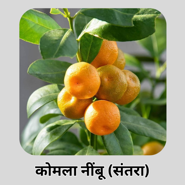 Orange Fruit