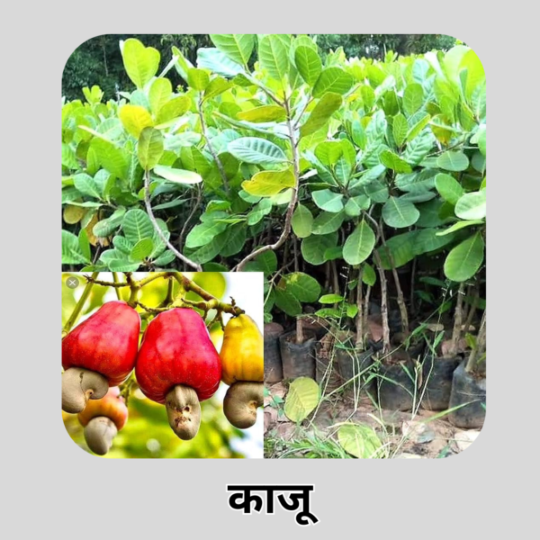 Kaju