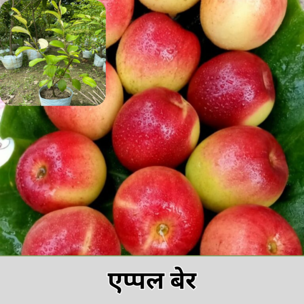 Apple Ber