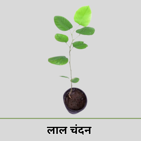 Lal Chandan