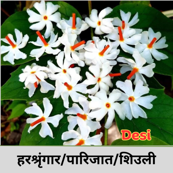Harsingar (Desi)