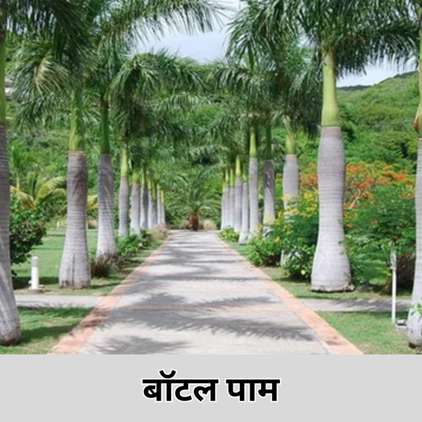 Botal Palm (3Feet)