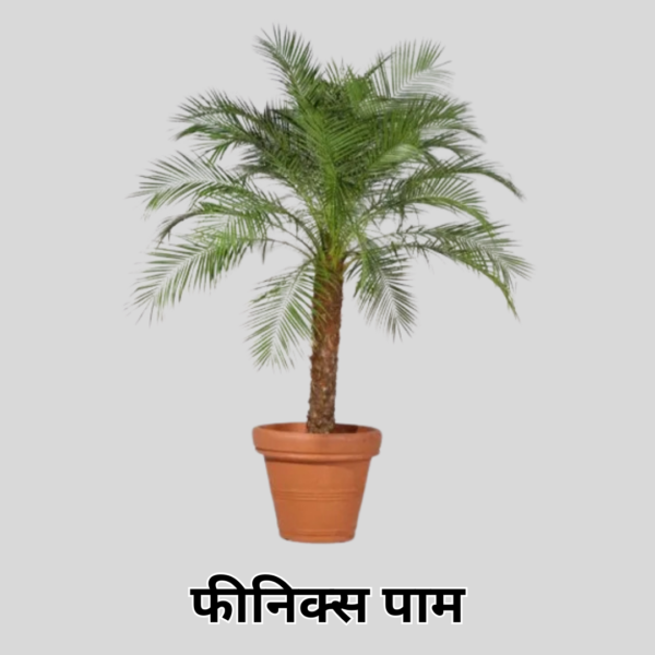 Phoenix Palm (3Feet)