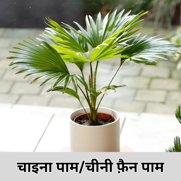 China Palm