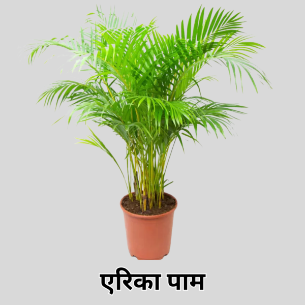 Areca Palm
