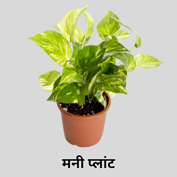 Money Plant (Desi)