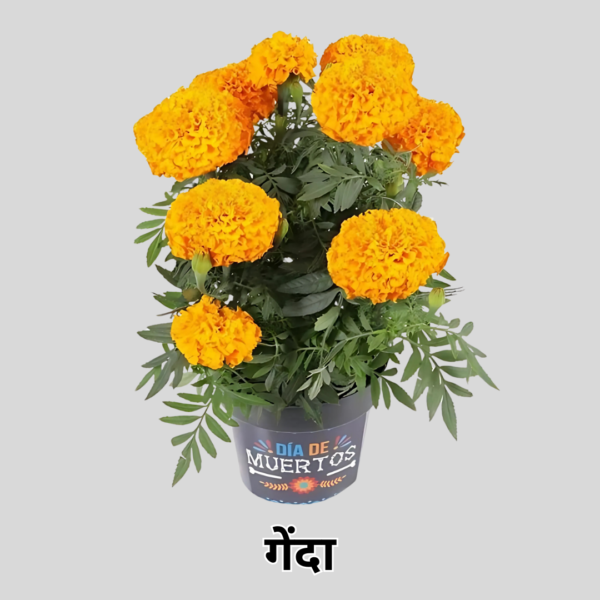 Marigold