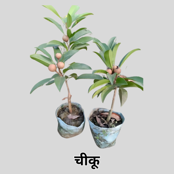 Chiku