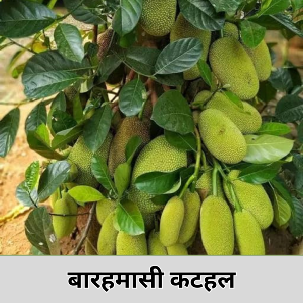 All Time Jackfruit