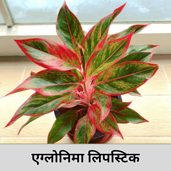 Aglaonema lipstick