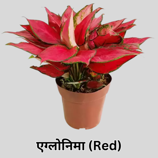 Aglaonema Red