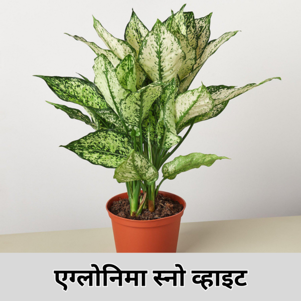 Aglaonema Snow White