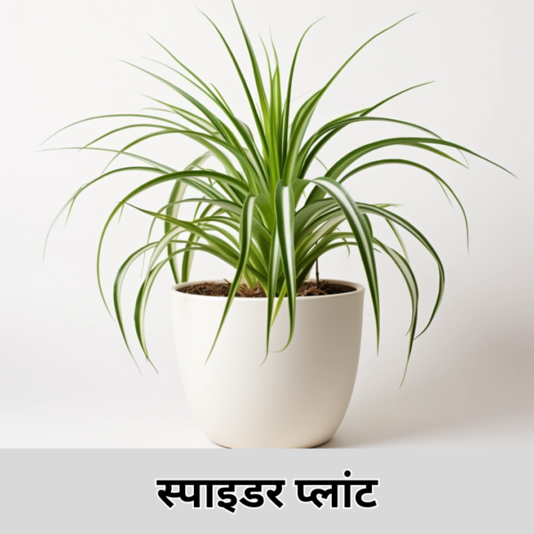 Spider Plant