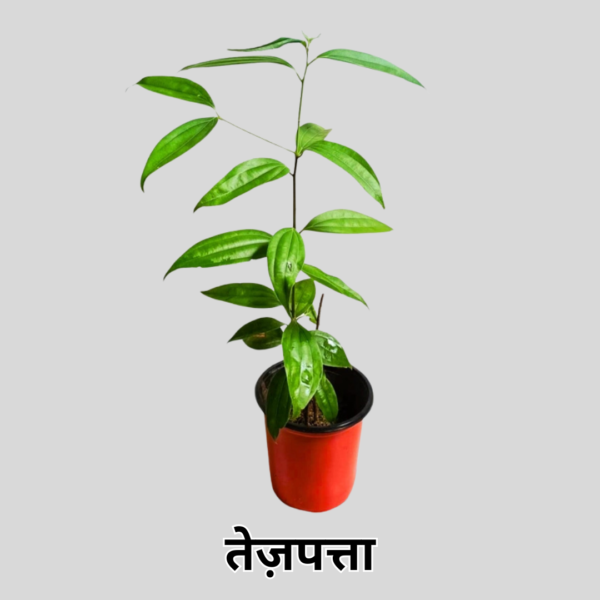 Tej Patta