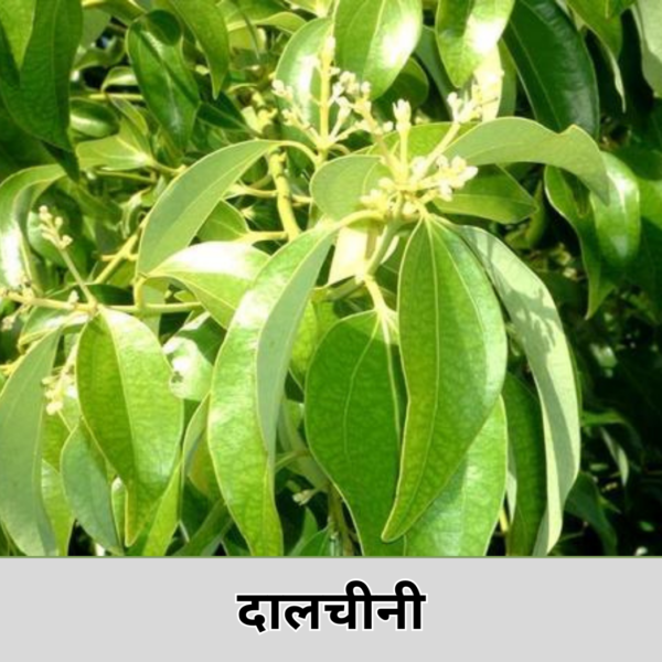 Daal Chini