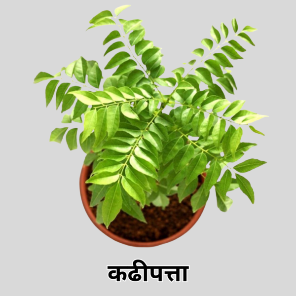 Kadi Patta