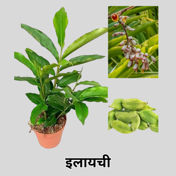 Elaichi