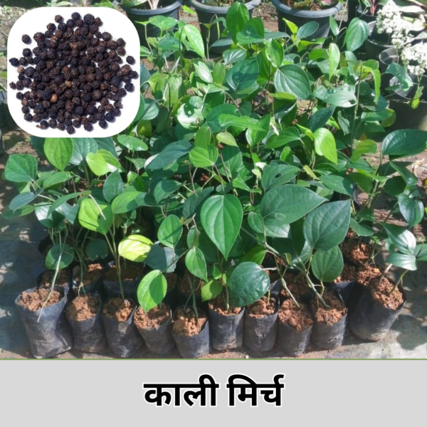 Kali Mirch Plant