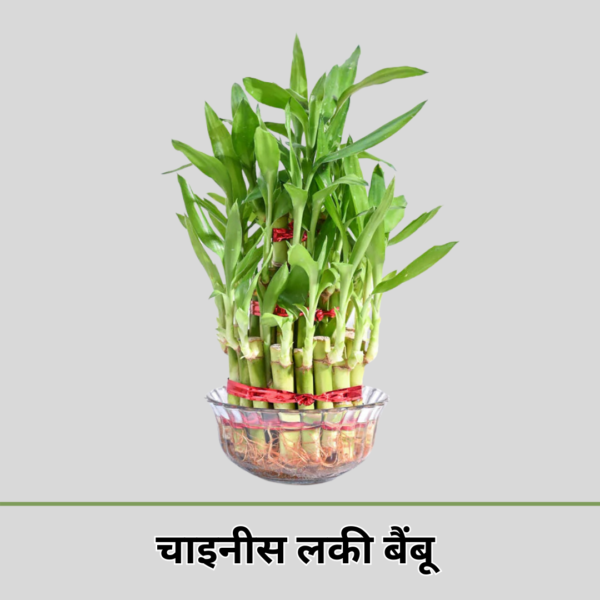 Chinese Lucky Bamboo