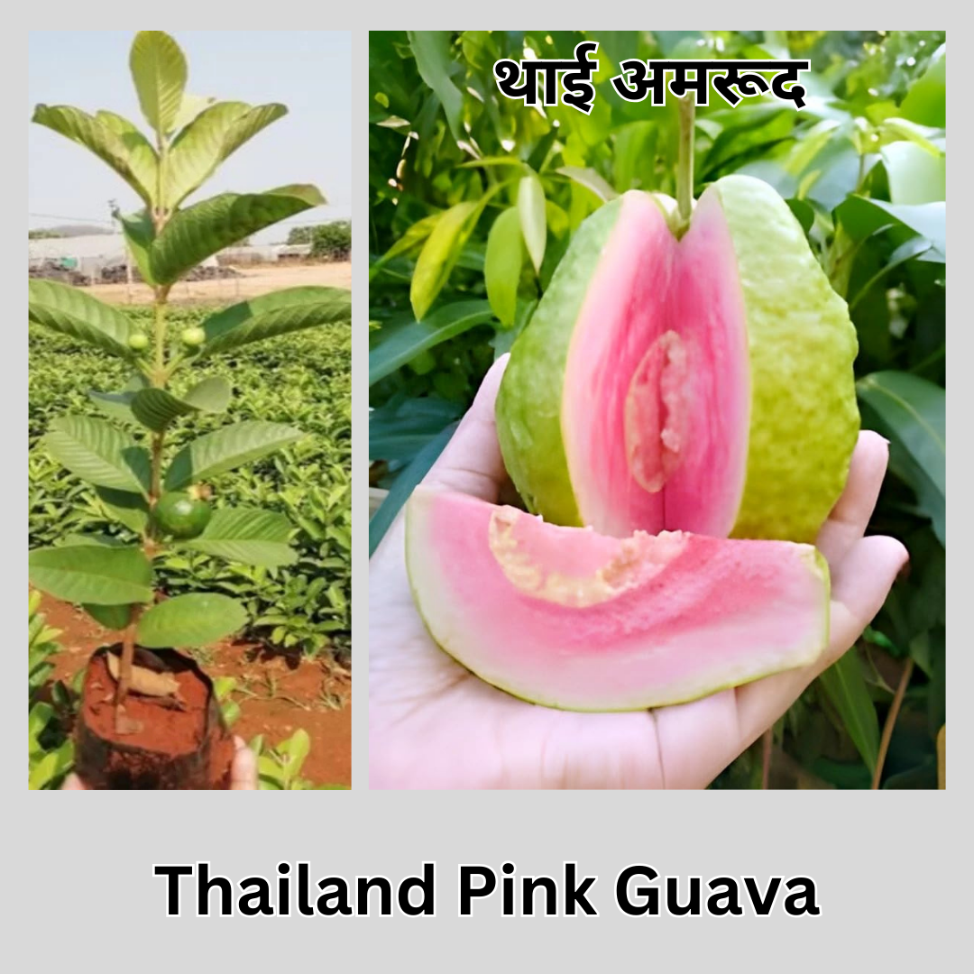 Thai Pink Guava