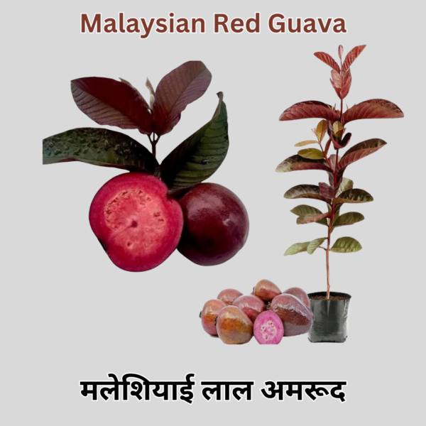 Malaysian Red Guava
