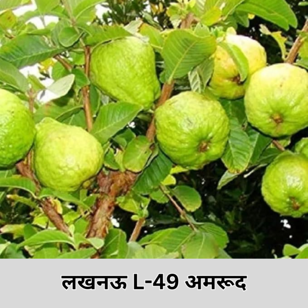 L-49 Guava