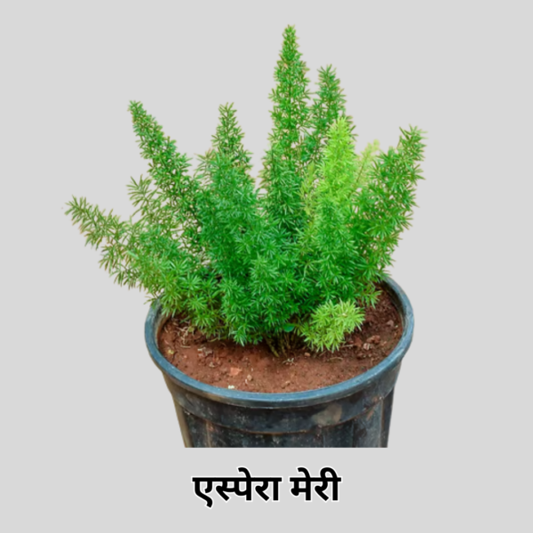 Aspera Merry