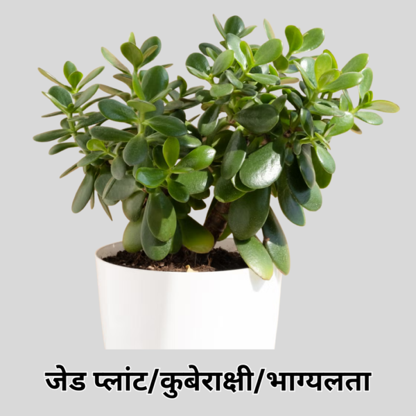 Jade Plant